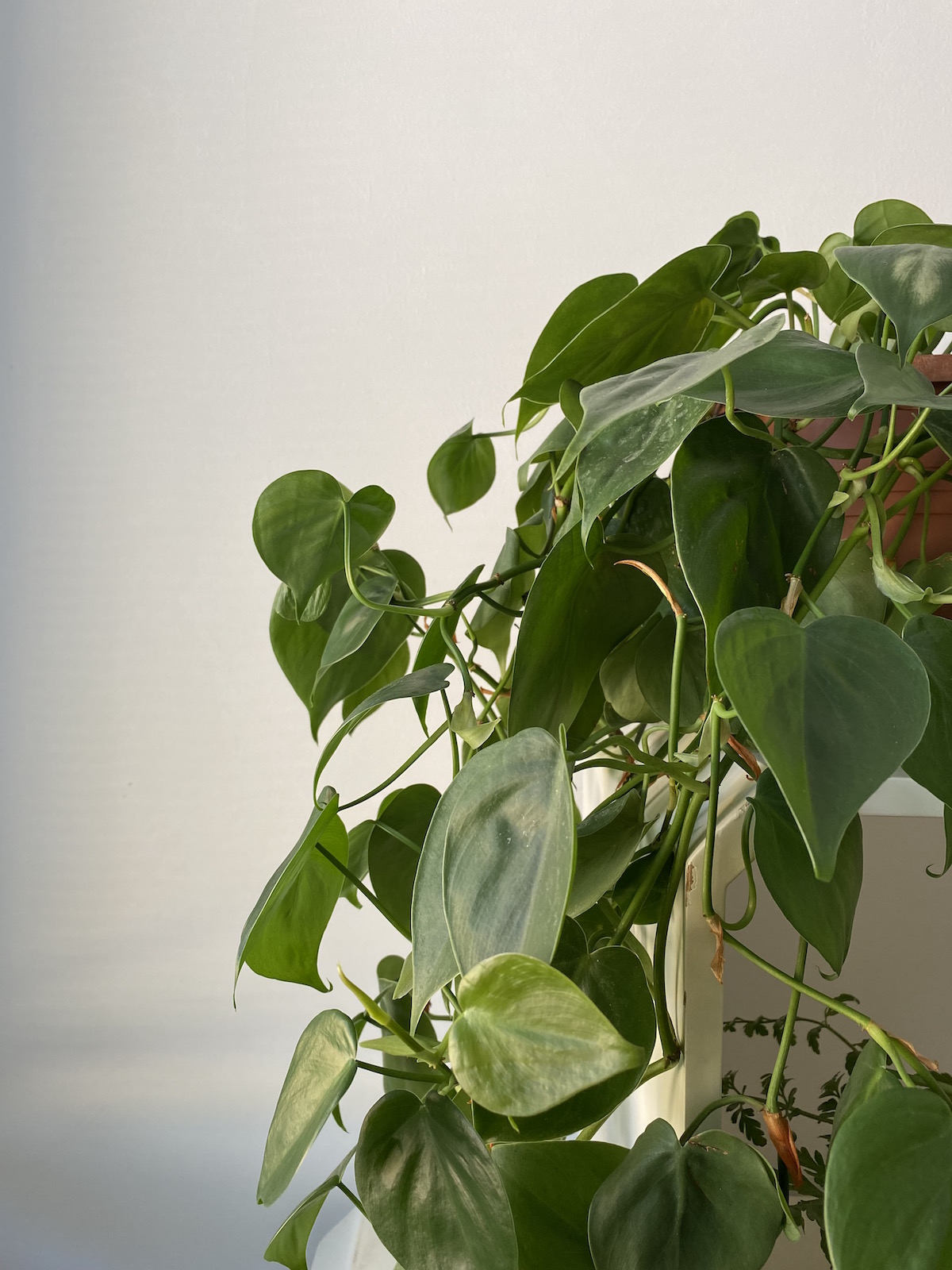 philodendro scandens