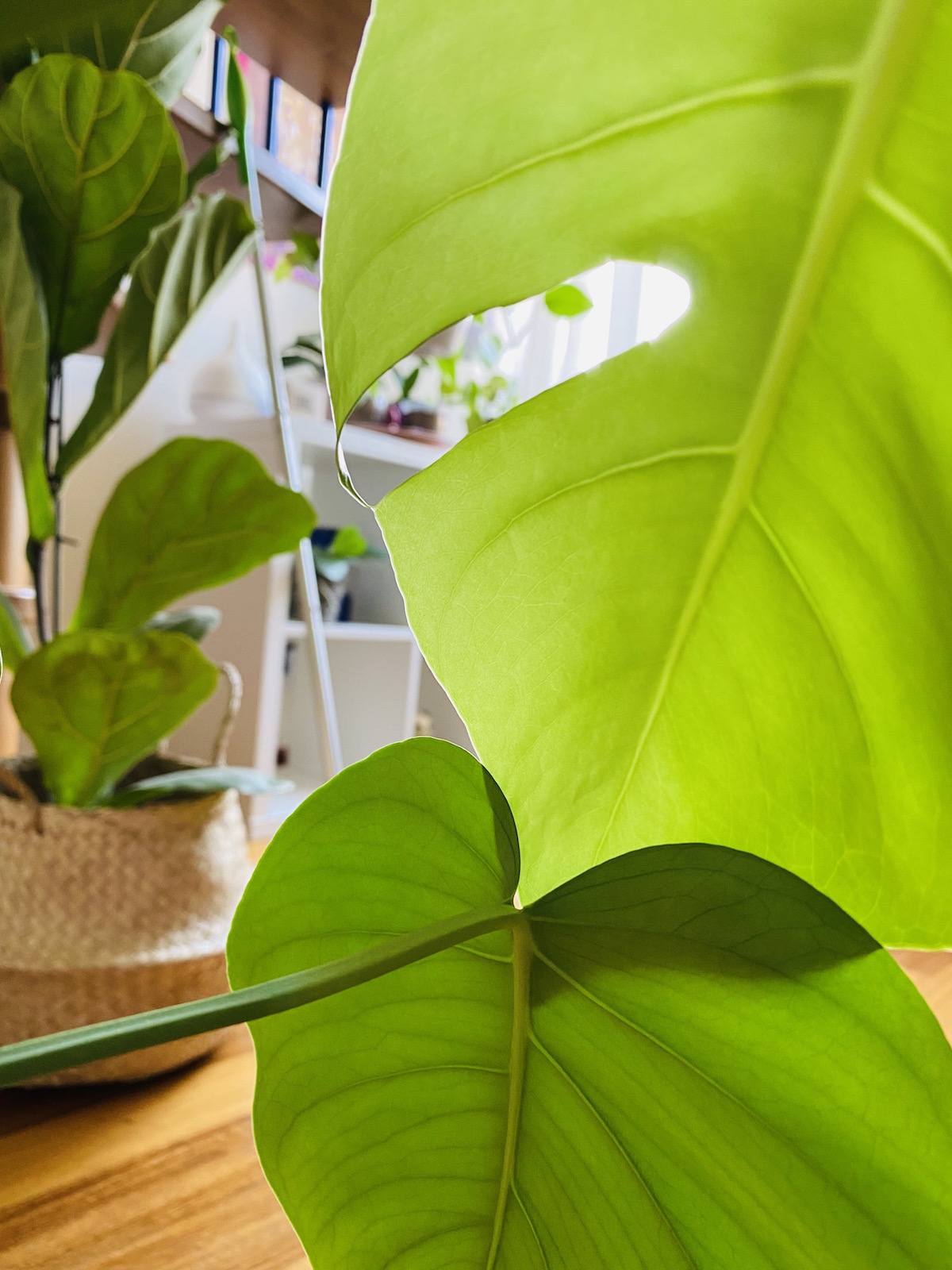 Monstera Deliciosa