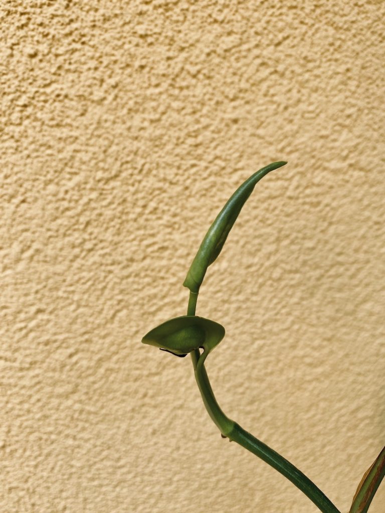 pothos pianta