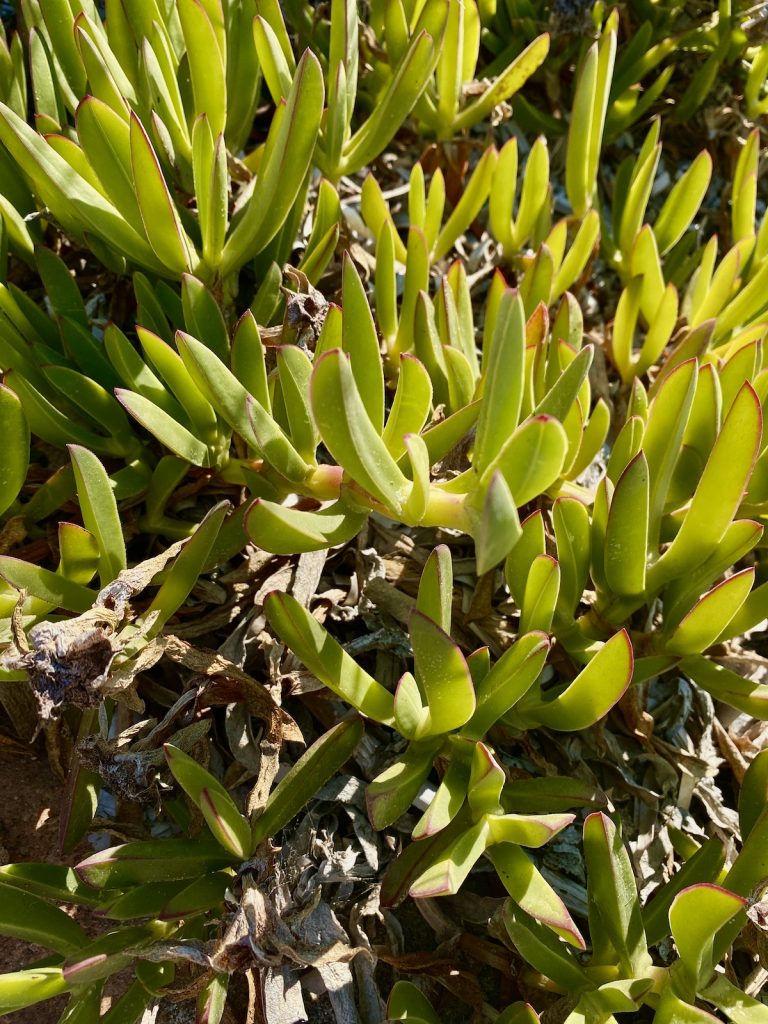 pianta arbatax