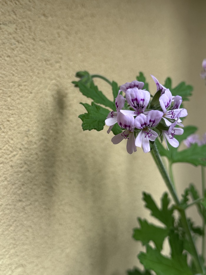 pelargonio odoroso